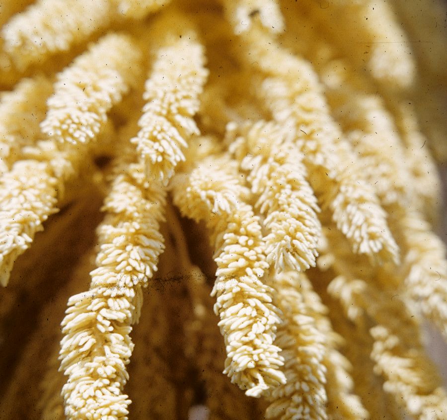 Arecaceae Scheelea rostrata