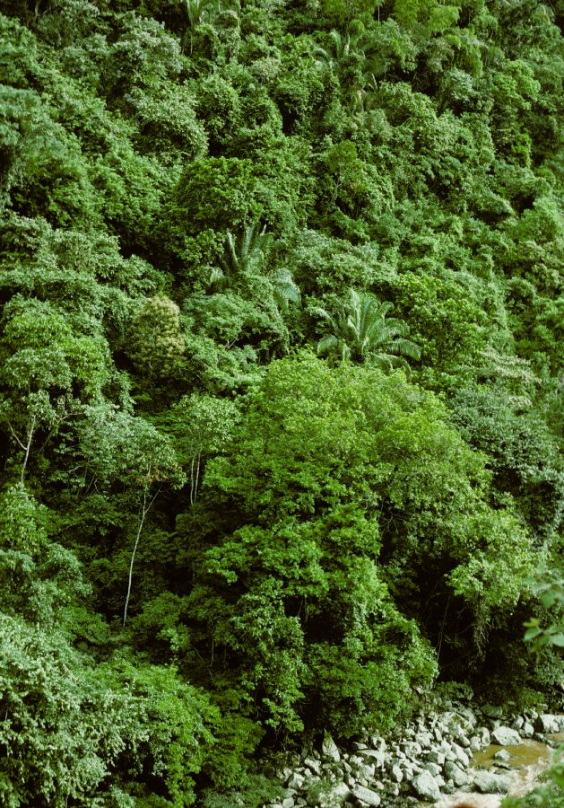Arecaceae Scheelea butyracea