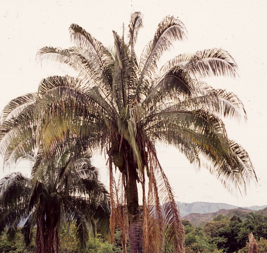 Arecaceae Scheelea butyracea