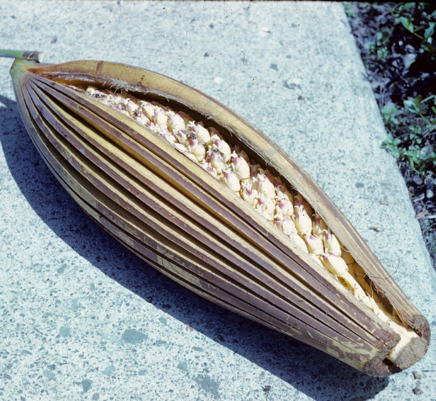 Arecaceae Scheelea gomphococca