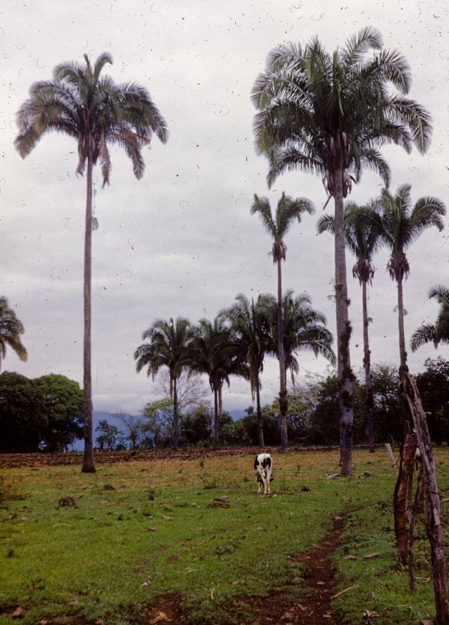 Arecaceae Scheelea liebmannii