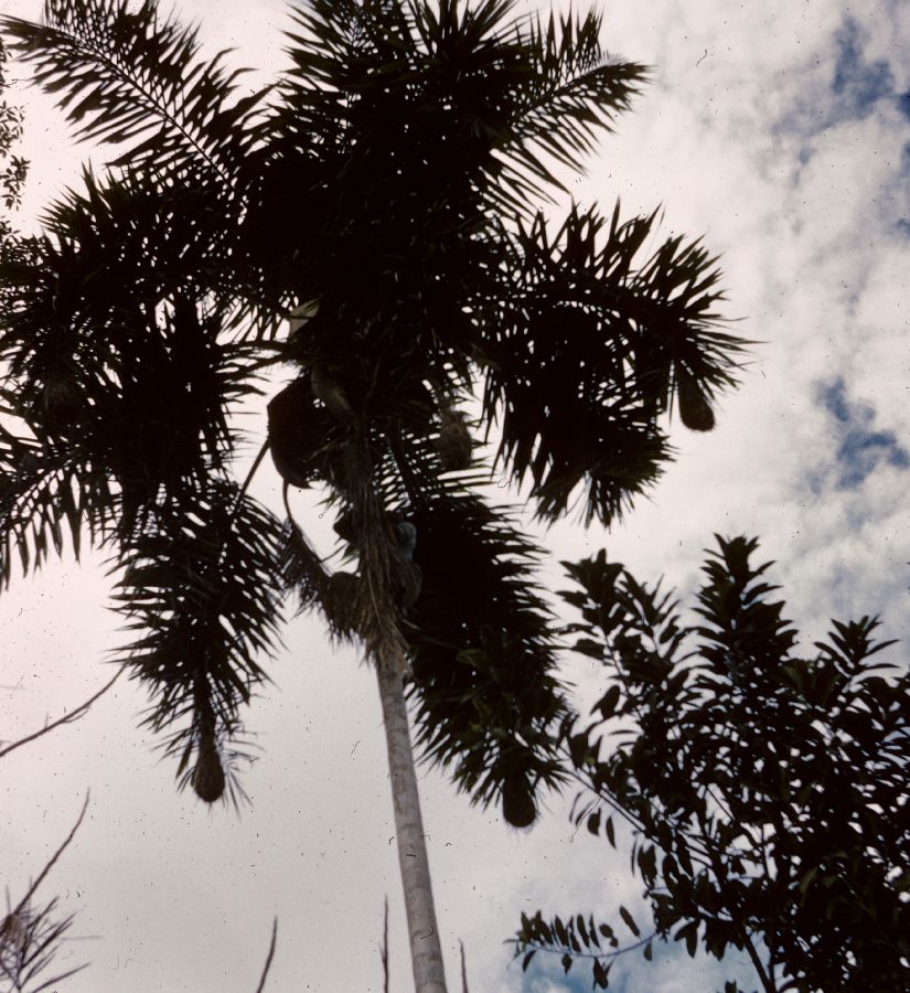 Arecaceae Syagrus tessmannii