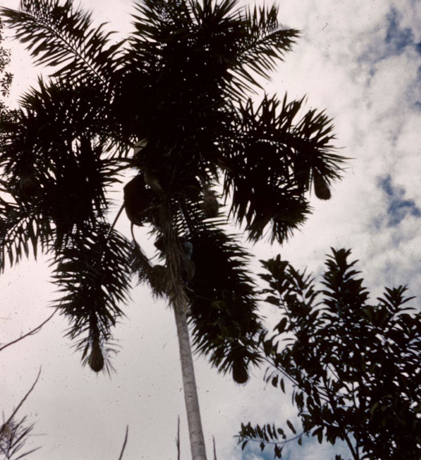 Arecaceae Syagrus tessmannii