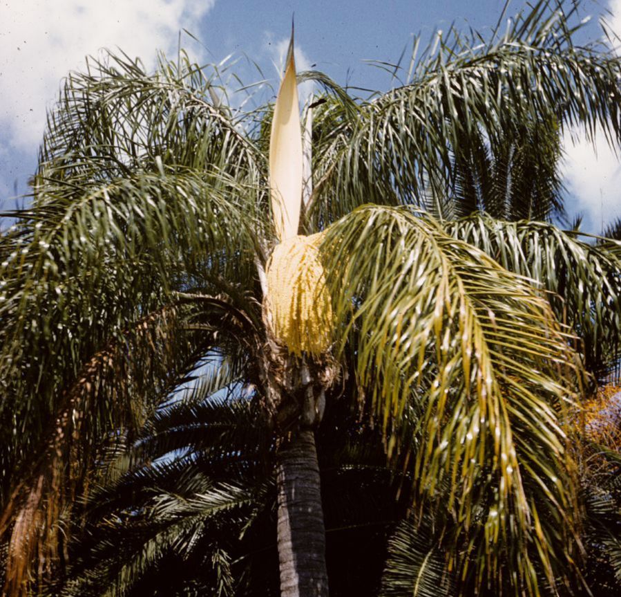 Arecaceae Syagrus romanzoffianum
