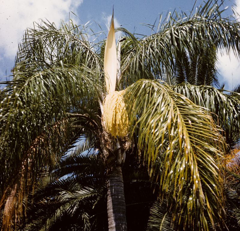 Arecaceae Syagrus romanzoffianum