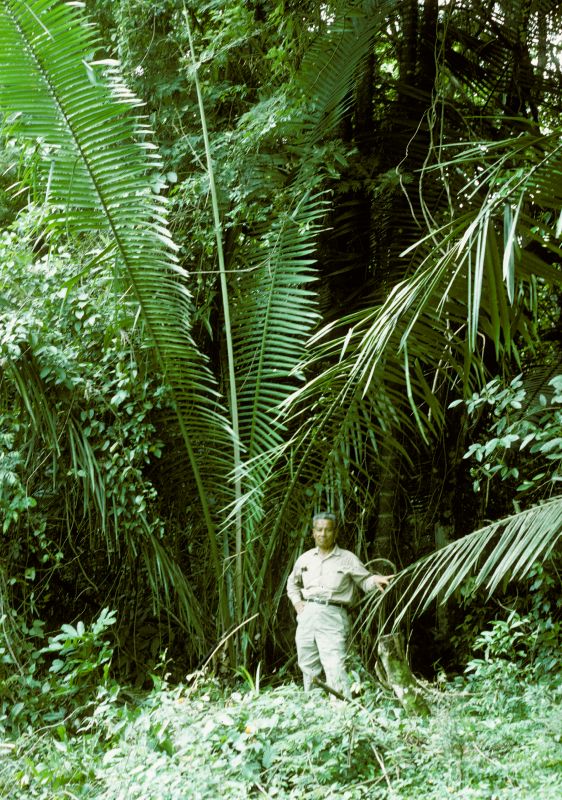 Arecaceae Attalea victoriana