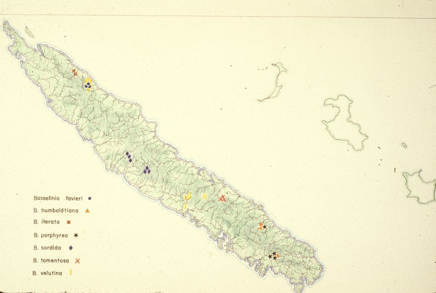 Arecaceae  