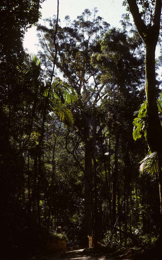 Araucariaceae Agathis 