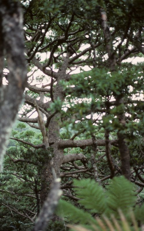 Araucariaceae Agathis 