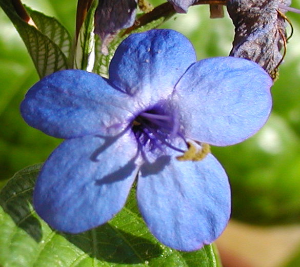Acanthaceae Eranthemum pulchellum