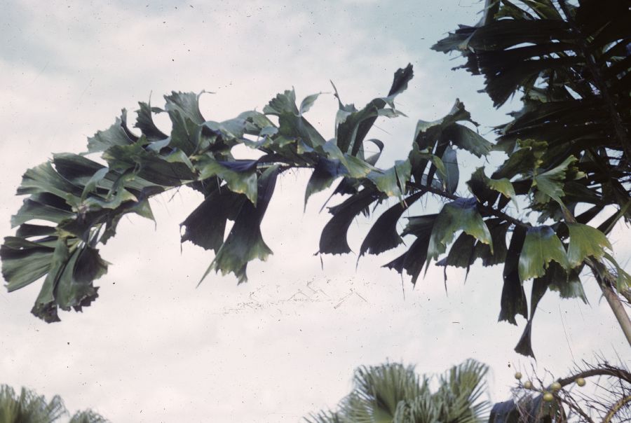 Arecaceae Aiphanes caryotifolia