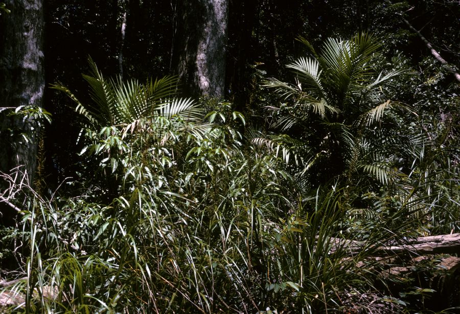 Arecaceae Laccospadix australasica