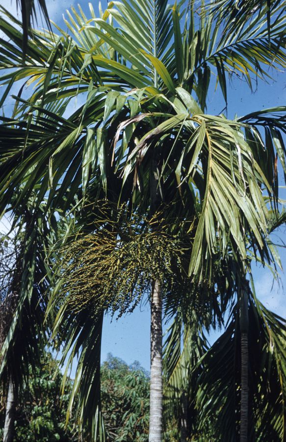 Arecaceae Ptychosperma elegans