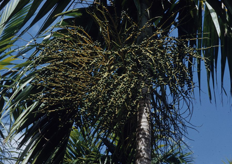 Arecaceae Ptychosperma elegans