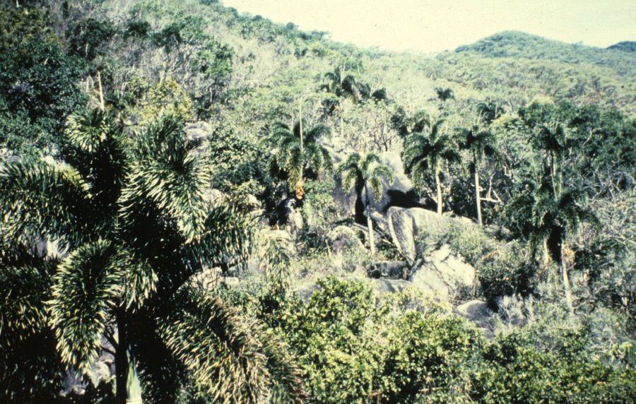 Arecaceae Wodyetia bifurcata