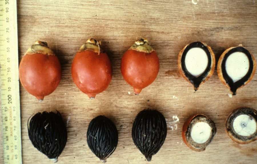 Arecaceae Wodyetia bifurcata