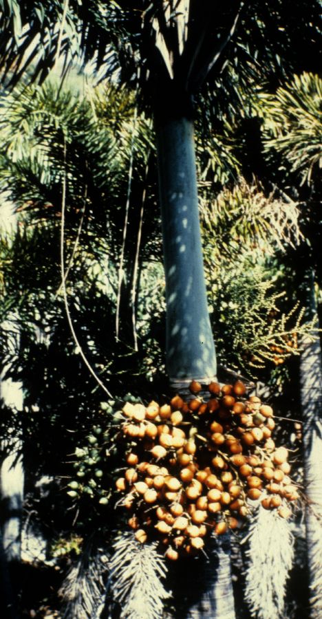 Arecaceae Wodyetia bifurcata