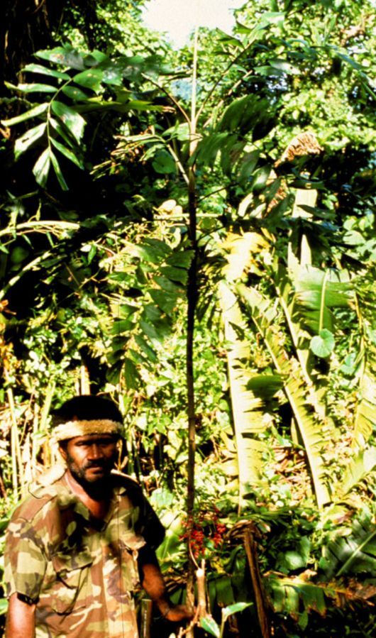 Arecaceae Balaka seemanii