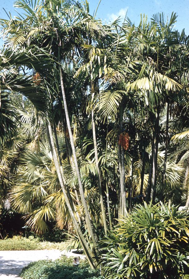Arecaceae Ptychosperma macarthuri