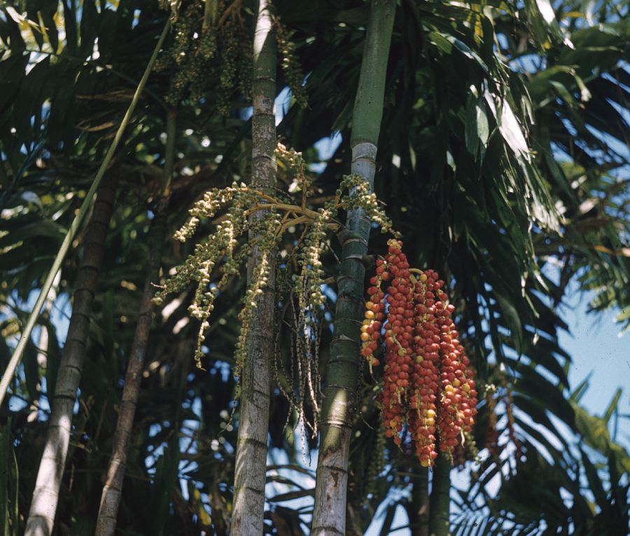Arecaceae Ptychosperma macarthuri