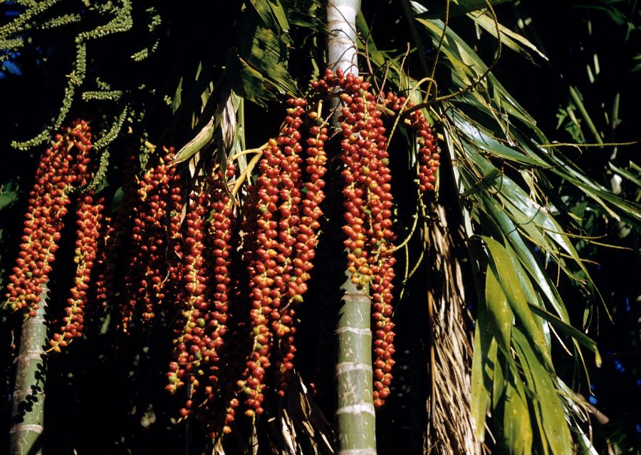 Arecaceae Ptychosperma macarthuri