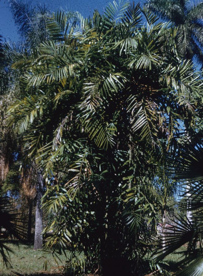 Arecaceae Ptychosperma nicolae