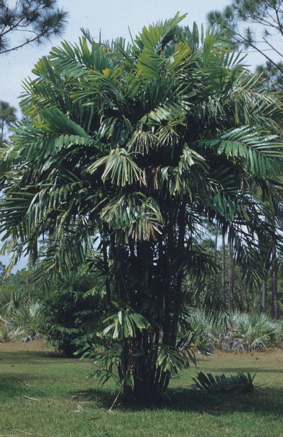 Arecaceae Ptychosperma propinquum