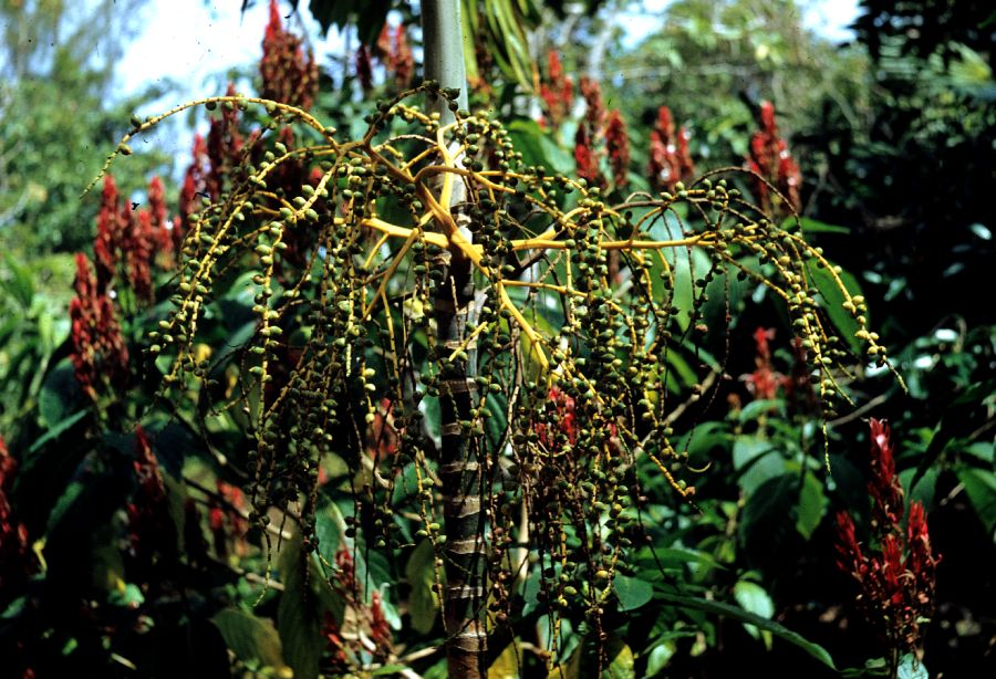 Arecaceae Ptychosperma 