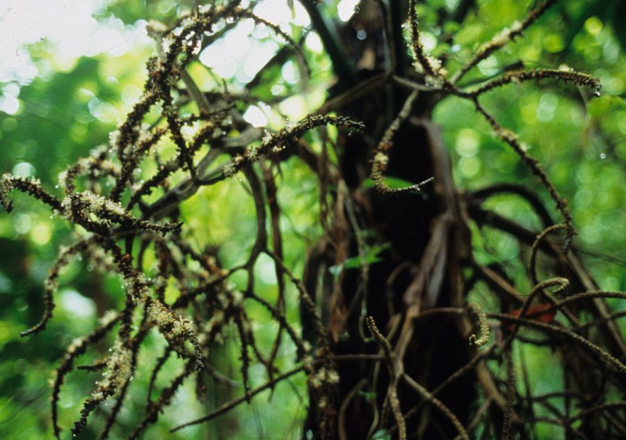 Arecaceae Balaka spinova
