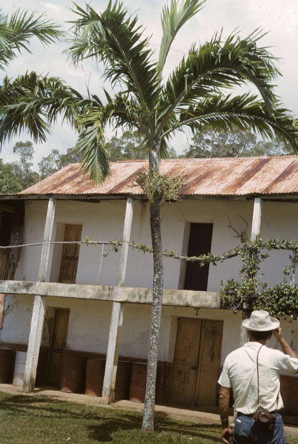 Arecaceae Veitchia arecina
