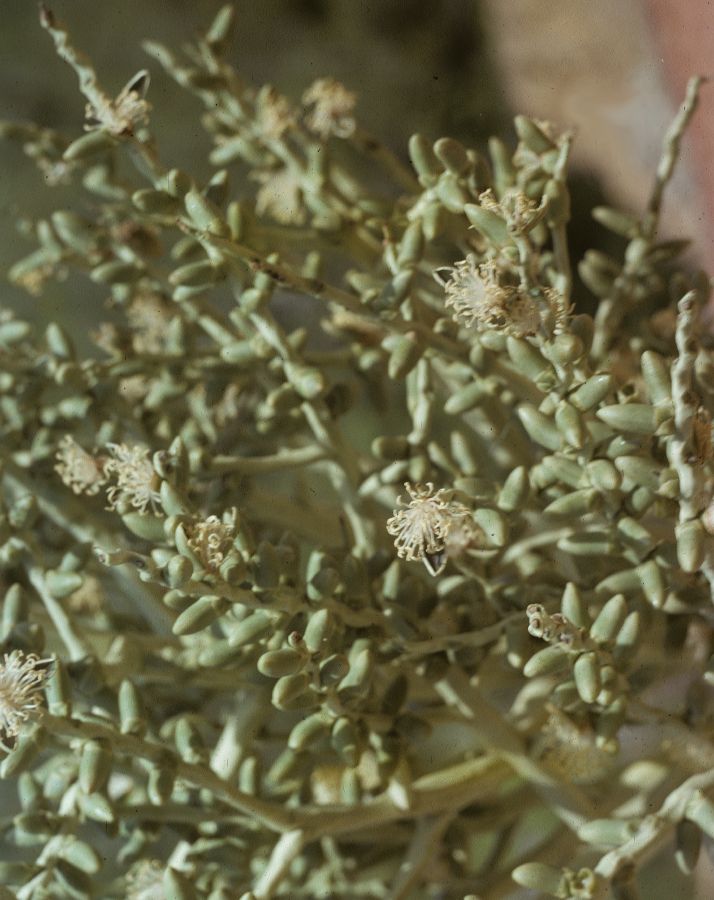 Arecaceae Veitchia arecina