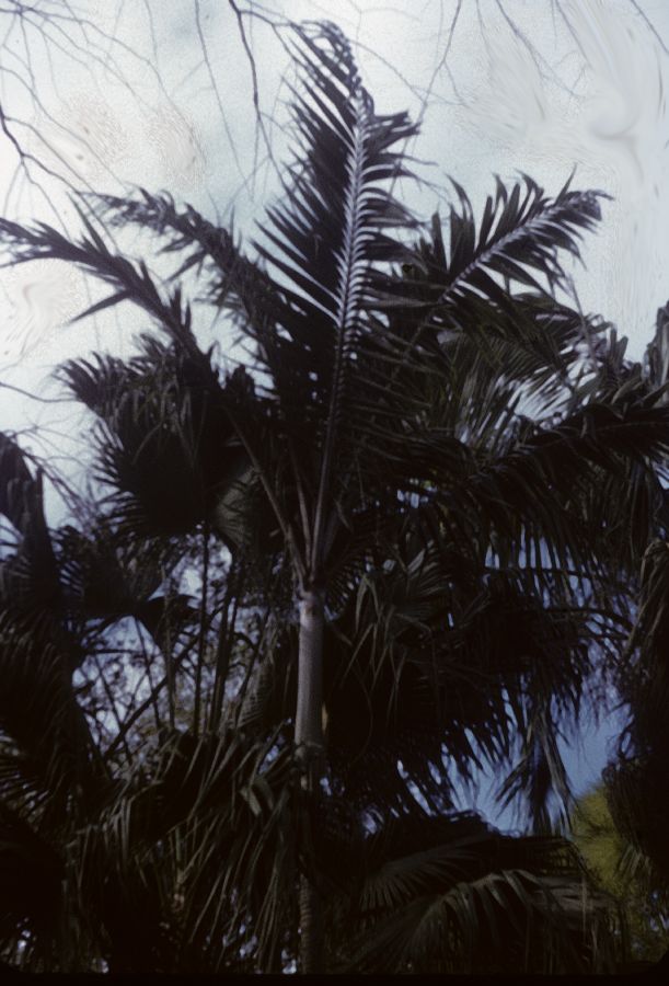 Arecaceae Veitchia hookeriana