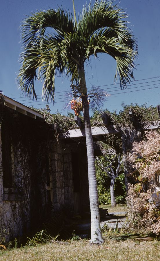 Arecaceae Veitchia merrillii