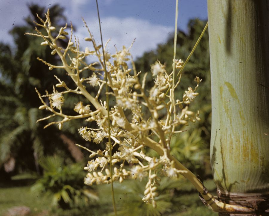 Arecaceae Veitchia merrillii