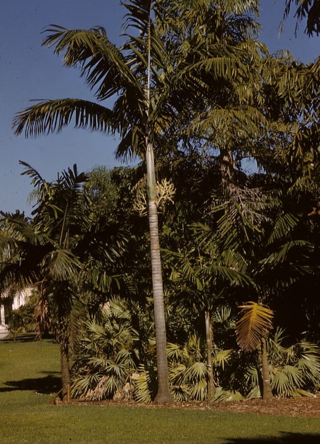 Arecaceae Veitchia montgomeryana