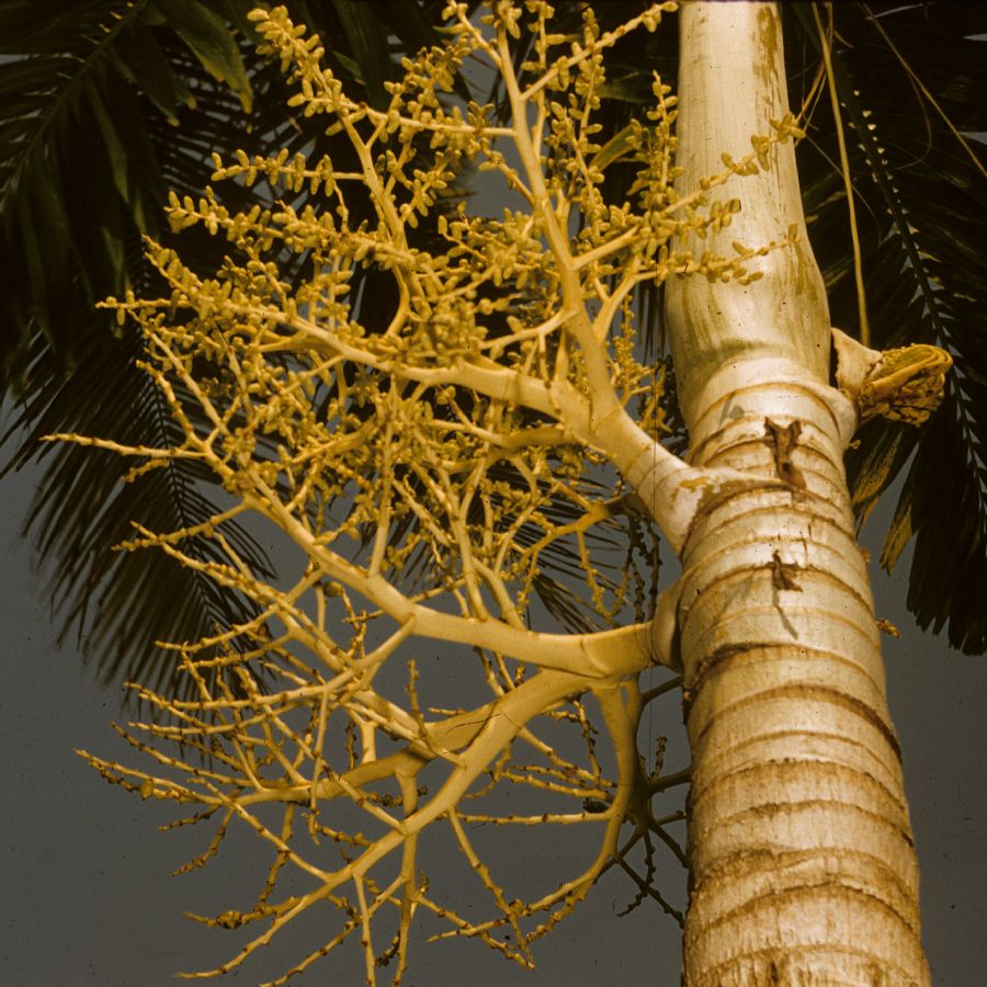 Arecaceae Veitchia montgomeryana