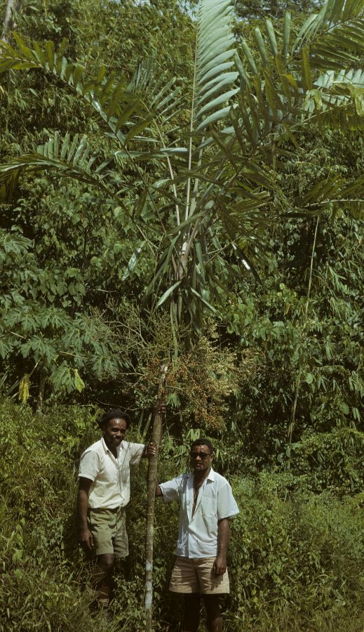 Arecaceae Veitchia sessilifolia