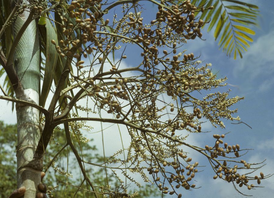 Arecaceae Veitchia sessilifolia