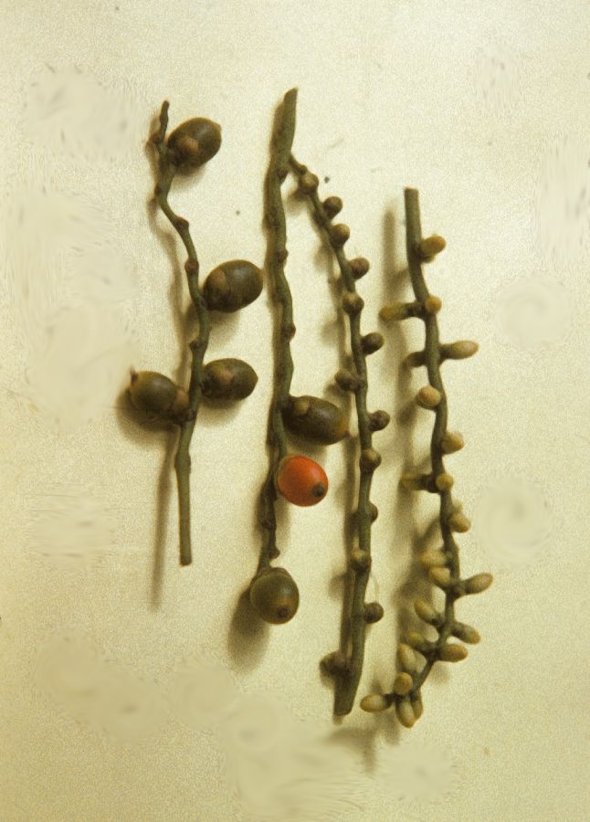 Arecaceae Veitchia sessilifolia