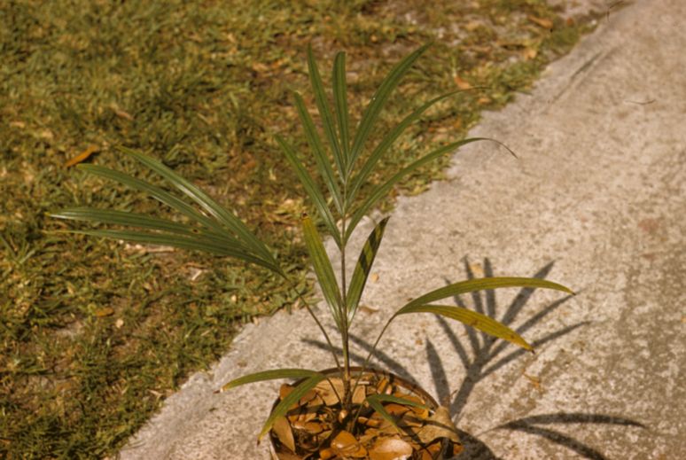 Arecaceae Veitchia winin