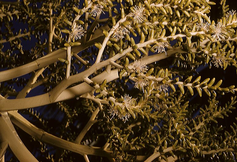 Arecaceae Veitchia winin