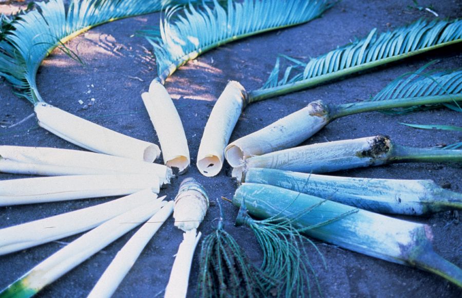 Arecaceae Gulubia cylindrocarpa