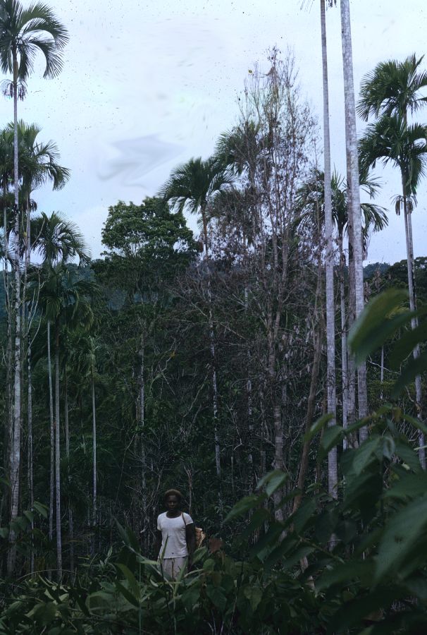 Arecaceae Gulubia hombronii