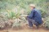 image of Cordyline fruticosa