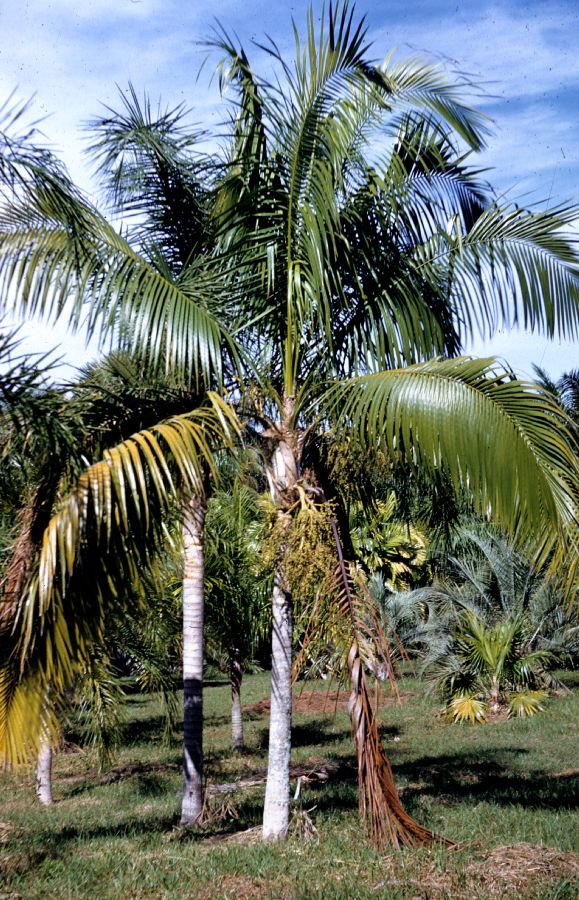 Arecaceae Heterospathe elata