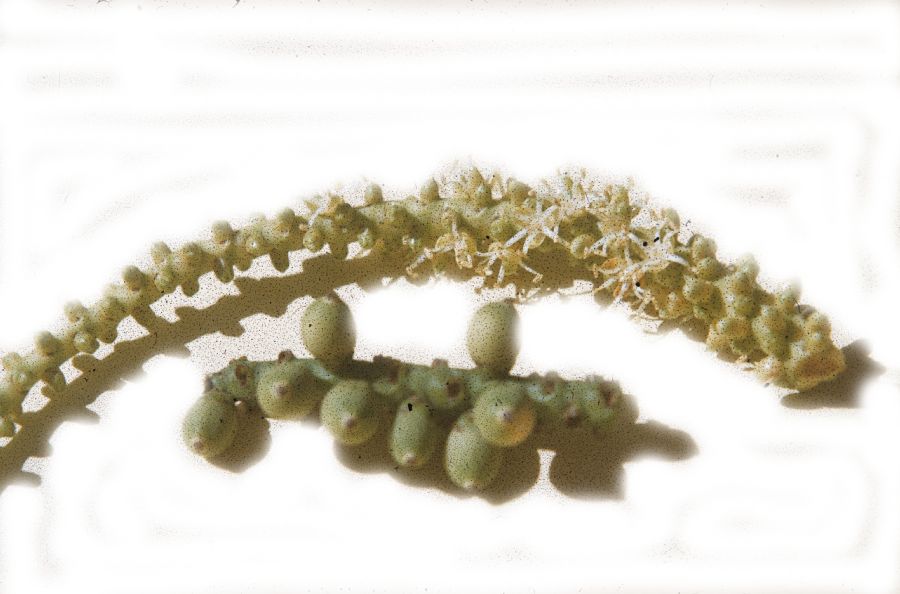 Arecaceae Heterospathe phillipinensis