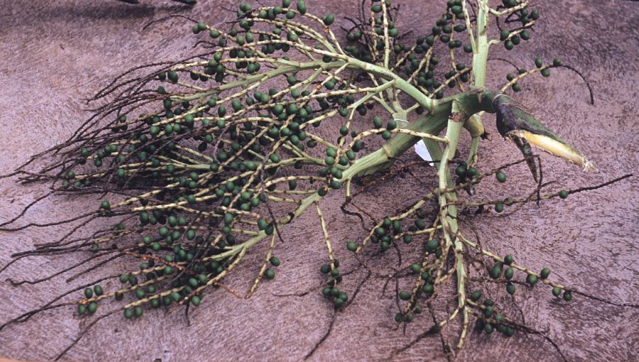 Arecaceae Bentinckia nicobarica