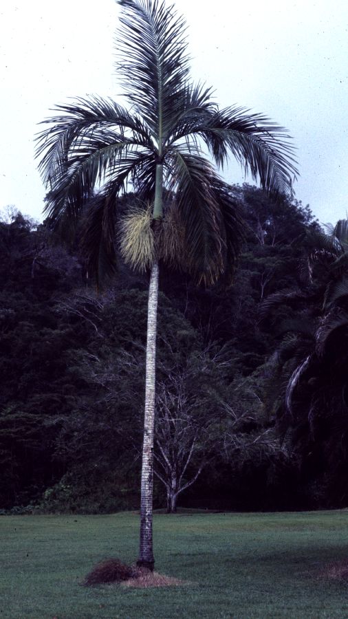Arecaceae Bentinckia nicobarica