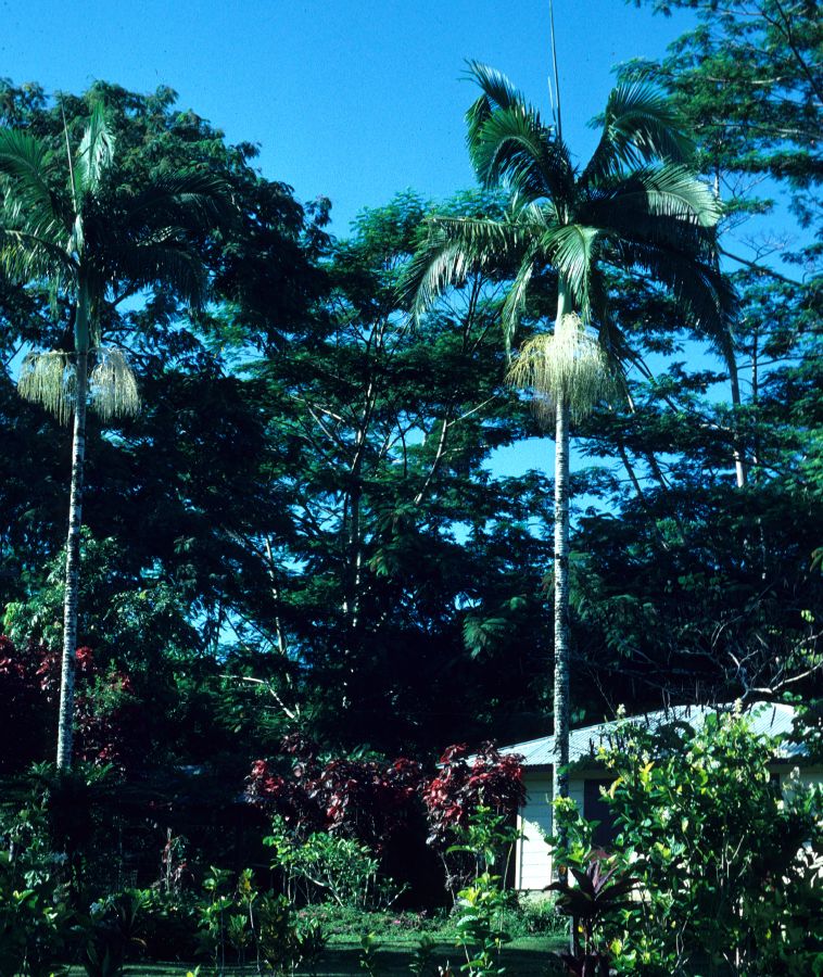 Arecaceae Clinostigma samoense