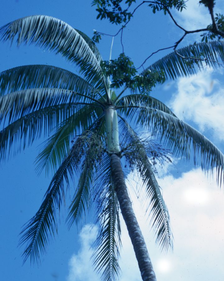 Arecaceae Clinostigma samoense